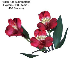 Fresh Red Alstroemeria Flowers (100 Stems - 400 Blooms)