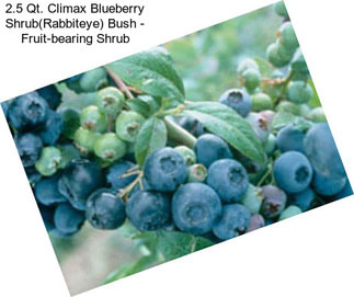 2.5 Qt. Climax Blueberry Shrub(Rabbiteye) Bush - Fruit-bearing Shrub
