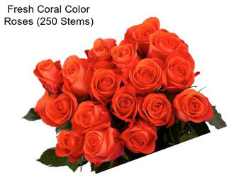 Fresh Coral Color Roses (250 Stems)
