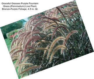 Graceful Grasses Purple Fountain Grass (Pennisetum) Live Plant, Bronze-Purple Foliage, 4.5 in. Qt.