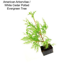 American Arborvitae / White Cedar Potted Evergreen Tree