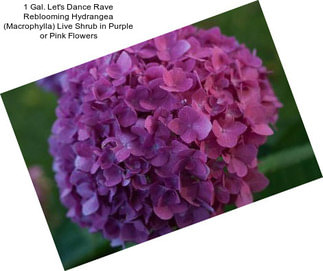 1 Gal. Let\'s Dance Rave Reblooming Hydrangea (Macrophylla) Live Shrub in Purple or Pink Flowers