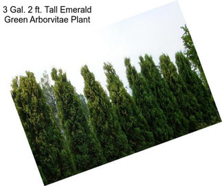 3 Gal. 2 ft. Tall Emerald Green Arborvitae Plant