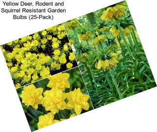 Yellow Deer, Rodent and Squirrel Resistant Garden Bulbs (25-Pack)