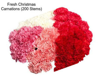 Fresh Christmas Carnations (200 Stems)