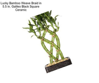 Lucky Bamboo Weave Braid in 5.5 in. Galileo Black Square Ceramic