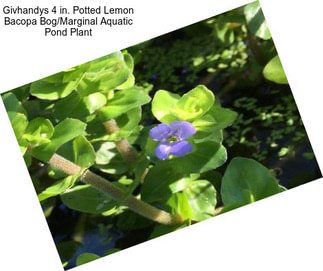 Givhandys 4 in. Potted Lemon Bacopa Bog/Marginal Aquatic Pond Plant