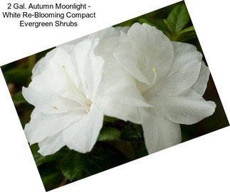 2 Gal. Autumn Moonlight - White Re-Blooming Compact Evergreen Shrubs
