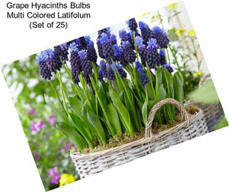 Grape Hyacinths Bulbs Multi Colored Latifolum (Set of 25)