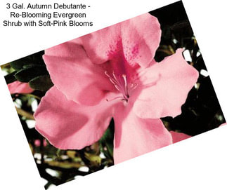 3 Gal. Autumn Debutante - Re-Blooming Evergreen Shrub with Soft-Pink Blooms