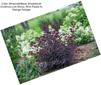 3 Gal. Winecraft Black Smokebush (Cotinus) Live Shrub, Rich Purple to Orange Foliage