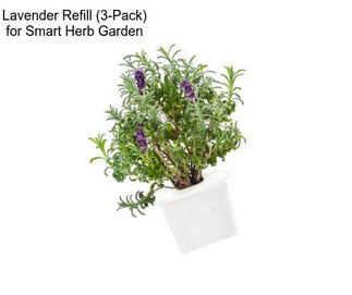 Lavender Refill (3-Pack) for Smart Herb Garden