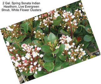 2 Gal. Spring Sonata Indian Hawthorn, Live Evergreen Shrub, White Flower Clusters