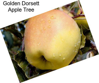 Golden Dorsett Apple Tree