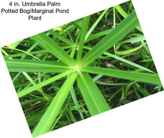 4 in. Umbrella Palm Potted Bog/Marginal Pond Plant