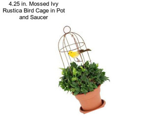 4.25 in. Mossed Ivy Rustica Bird Cage in Pot and Saucer