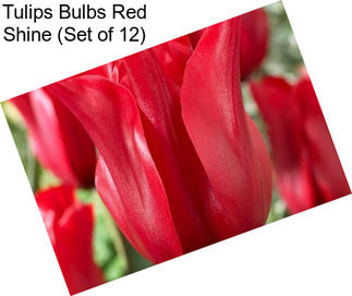 Tulips Bulbs Red Shine (Set of 12)