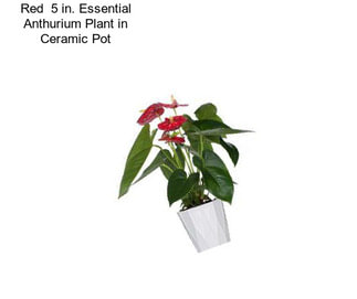 Red  5 in. Essential Anthurium Plant in Ceramic Pot