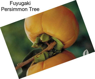 Fuyugaki Persimmon Tree