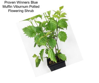 Proven Winners Blue Muffin Viburnum Potted Flowering Shrub