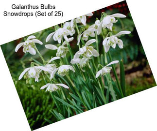 Galanthus Bulbs Snowdrops (Set of 25)