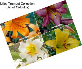 Lilies Trumpet Collection (Set of 12-Bulbs)