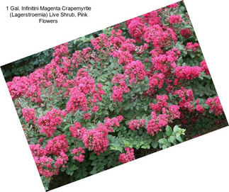 1 Gal. Infinitini Magenta Crapemyrtle (Lagerstroemia) Live Shrub, Pink Flowers