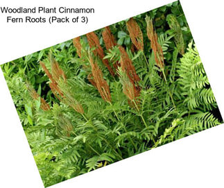 Woodland Plant Cinnamon Fern Roots (Pack of 3)