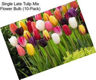 Single Late Tulip Mix Flower Bulb (10-Pack)