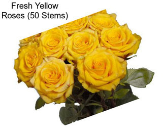 Fresh Yellow Roses (50 Stems)