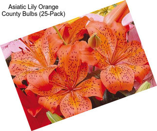 Asiatic Lily Orange County Bulbs (25-Pack)