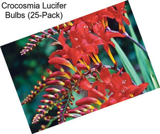 Crocosmia Lucifer Bulbs (25-Pack)