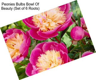 Peonies Bulbs Bowl Of Beauty (Set of 6 Roots)