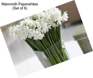 Mammoth Paperwhites (Set of 6)