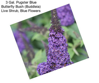 3 Gal. Pugster Blue Butterfly Bush (Buddleia) Live Shrub, Blue Flowers