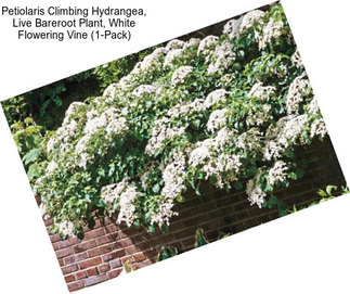 Petiolaris Climbing Hydrangea, Live Bareroot Plant, White Flowering Vine (1-Pack)