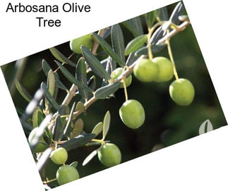 Arbosana Olive Tree