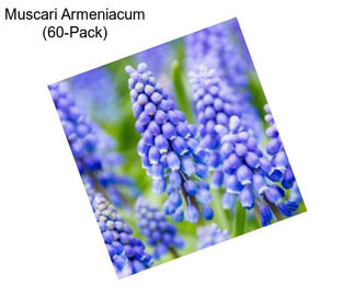 Muscari Armeniacum (60-Pack)