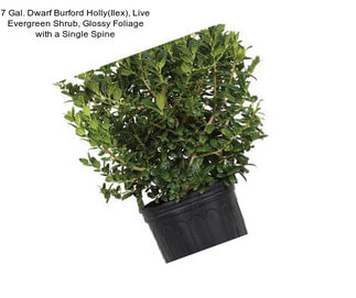 7 Gal. Dwarf Burford Holly(Ilex), Live Evergreen Shrub, Glossy Foliage with a Single Spine