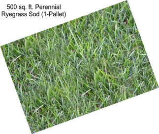 500 sq. ft. Perennial Ryegrass Sod (1-Pallet)