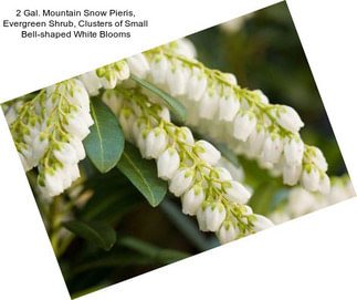 2 Gal. Mountain Snow Pieris, Evergreen Shrub, Clusters of Small Bell-shaped White Blooms