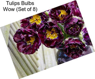 Tulips Bulbs Wow (Set of 8)