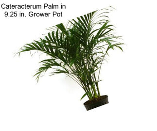 Cateracterum Palm in 9.25 in. Grower Pot