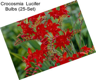 Crocosmia  Lucifer Bulbs (25-Set)