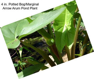 4 in. Potted Bog/Marginal Arrow Arum Pond Plant