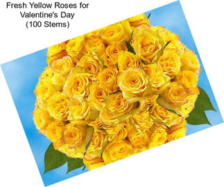 Fresh Yellow Roses for Valentine\'s Day (100 Stems)
