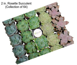 2 in. Rosette Succulent (Collection of 64)