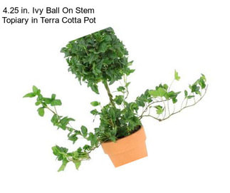 4.25 in. Ivy Ball On Stem Topiary in Terra Cotta Pot