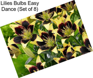 Lilies Bulbs Easy Dance (Set of 8)