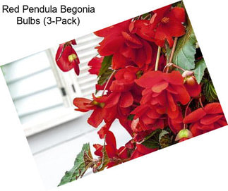 Red Pendula Begonia Bulbs (3-Pack)